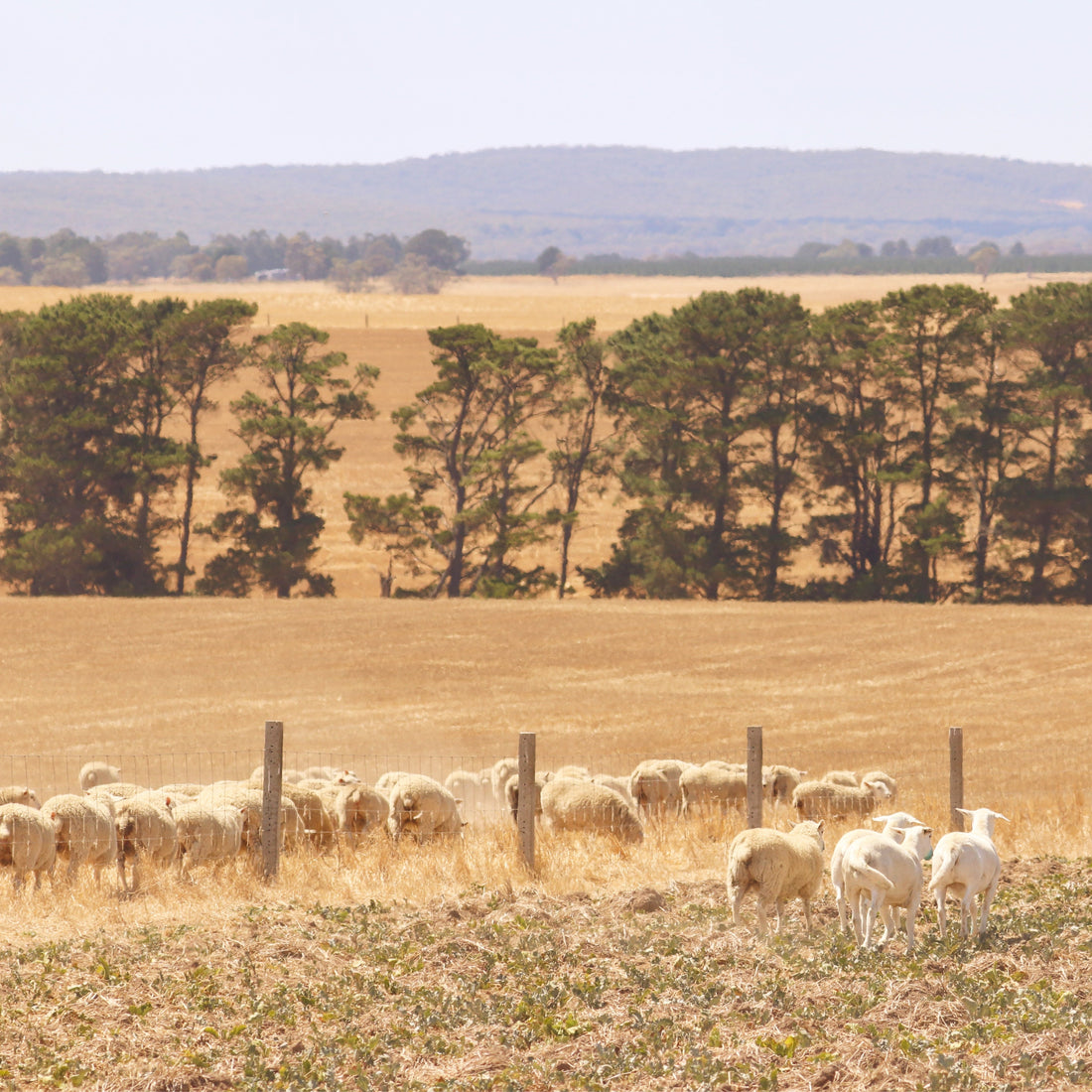 Lamb vs Hogget: What's the Difference and Which One Should You Be Eating?