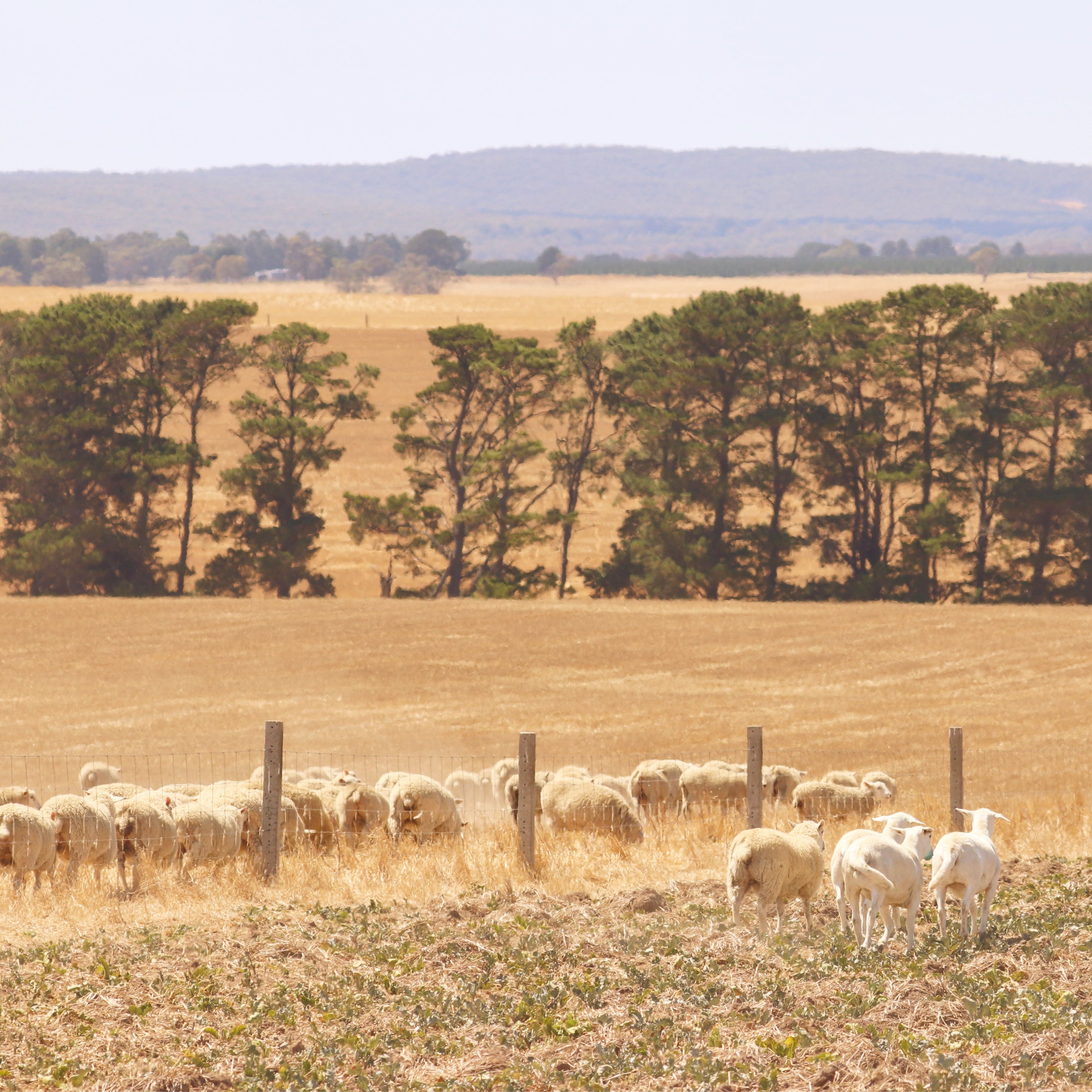 Lamb vs Hogget: What's the Difference and Which One Should You Be Eating?