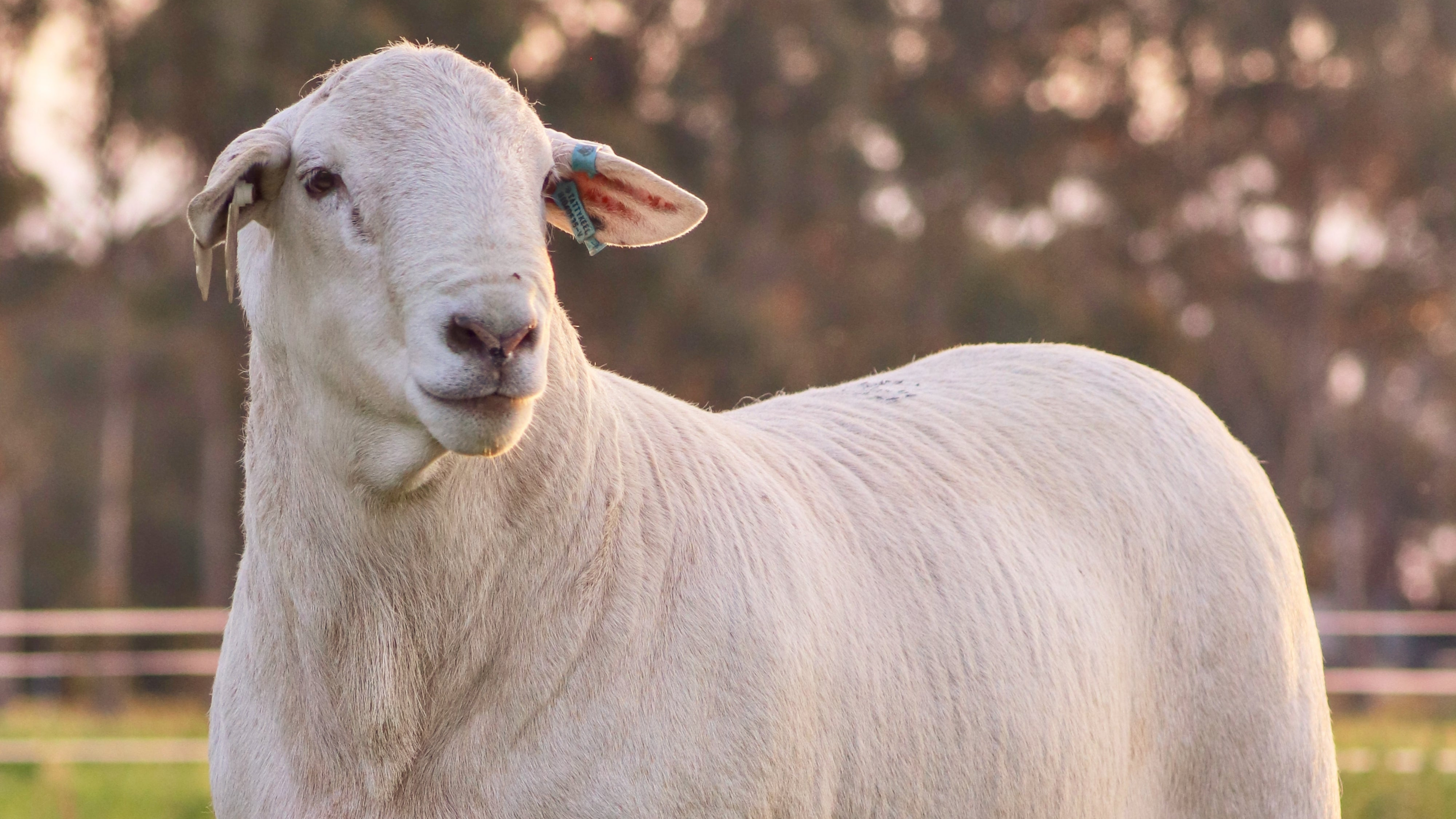 A Shepton Hill ram standing in front of a green paddock, wearing a blue and white ear tag"