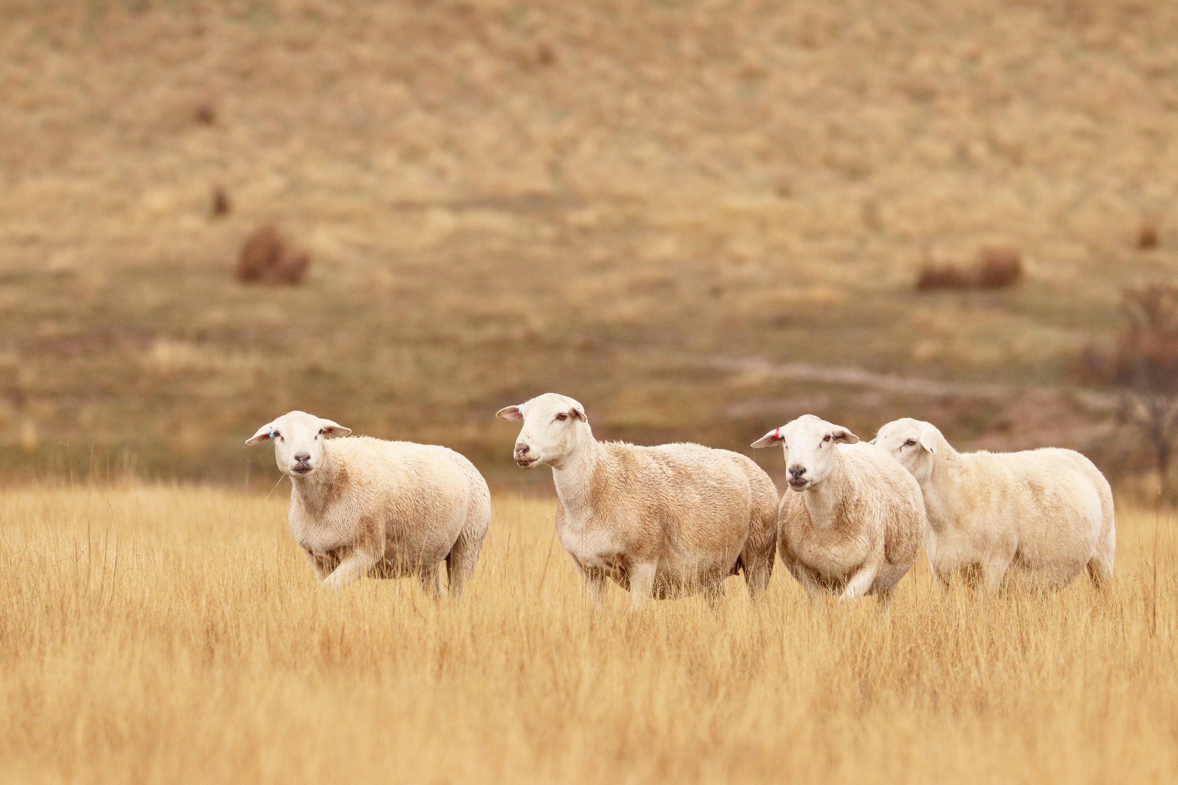 Four sheep standing in a field of dry grass with a blurred background