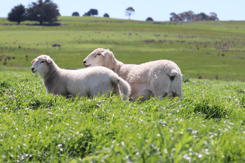 Two sheep standing in a grassy field with trees in the background