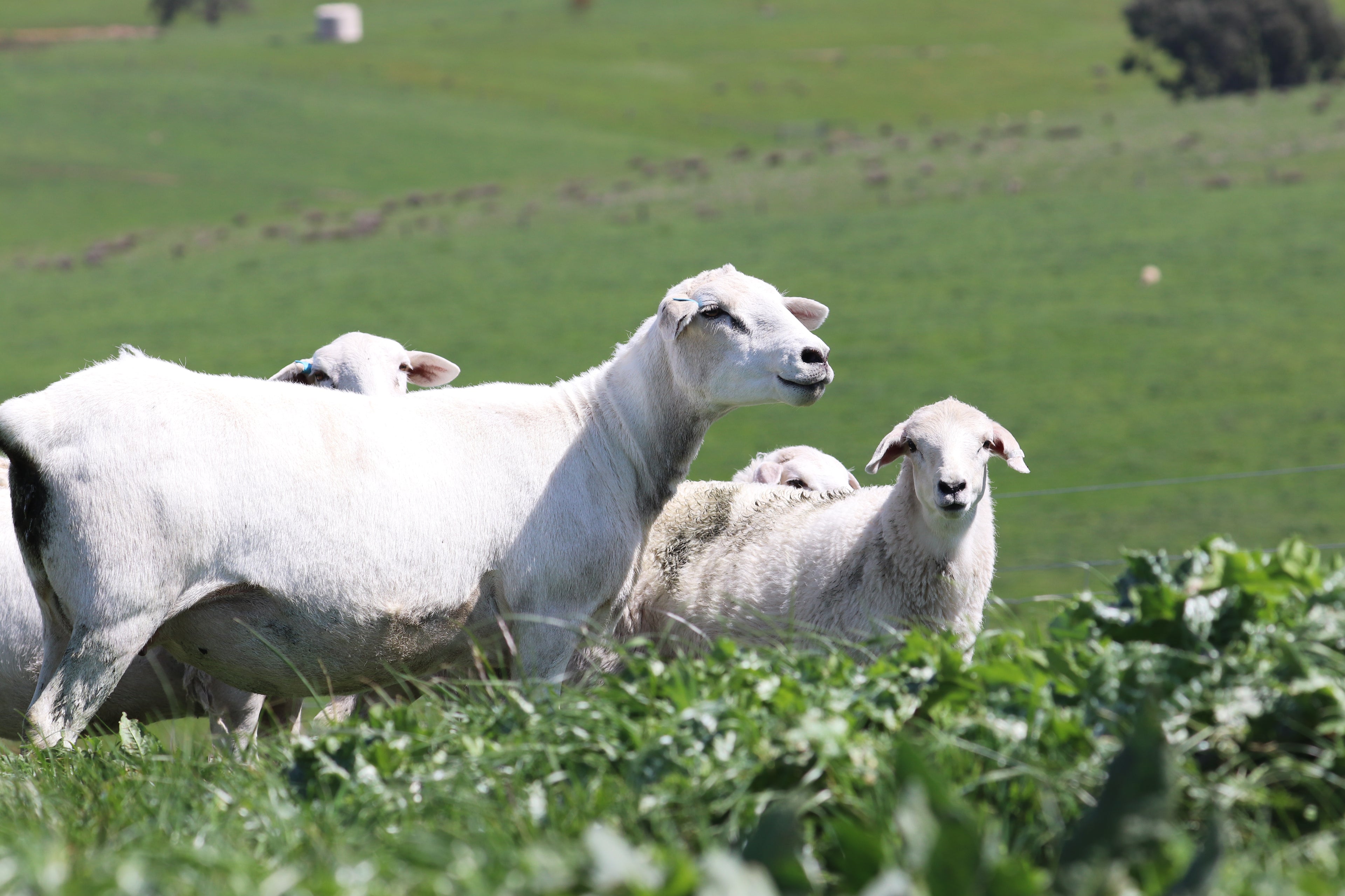 Sheep grazing in a green field on a sunny day