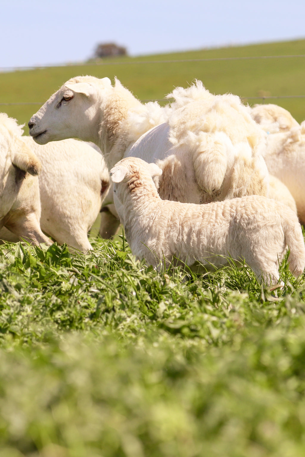 Sheep grazing in a green field with a clear blue sky.