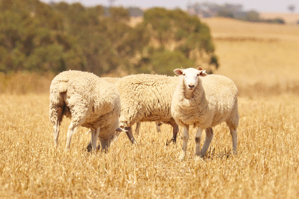 Three sheep standing in a field of dry grass with trees in the background