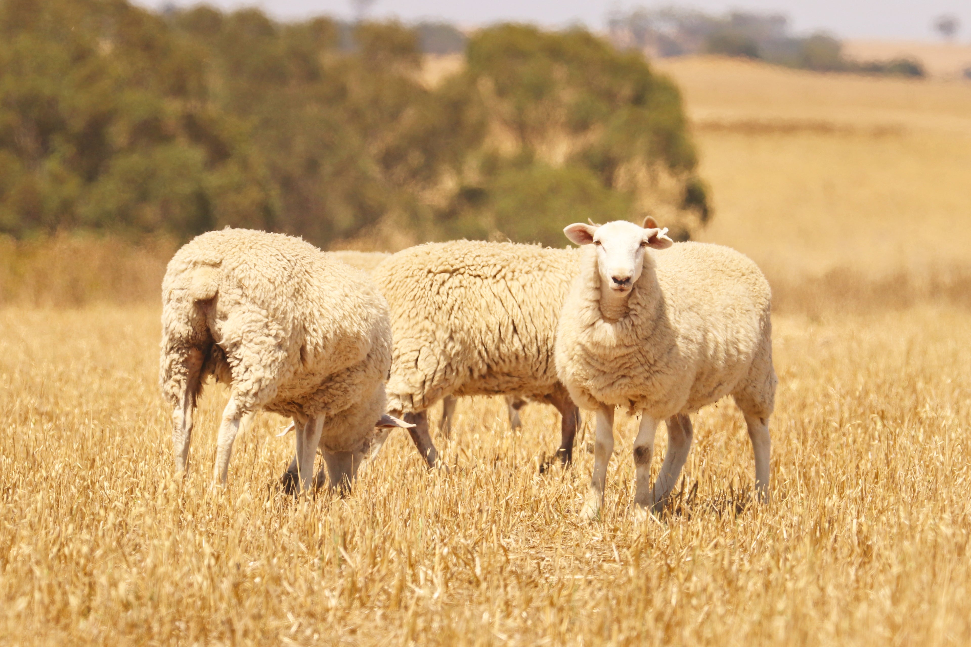 Three sheep standing in a field of dry grass with trees in the background