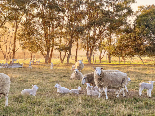 Sheep and lambs in a grassy field with trees in the background