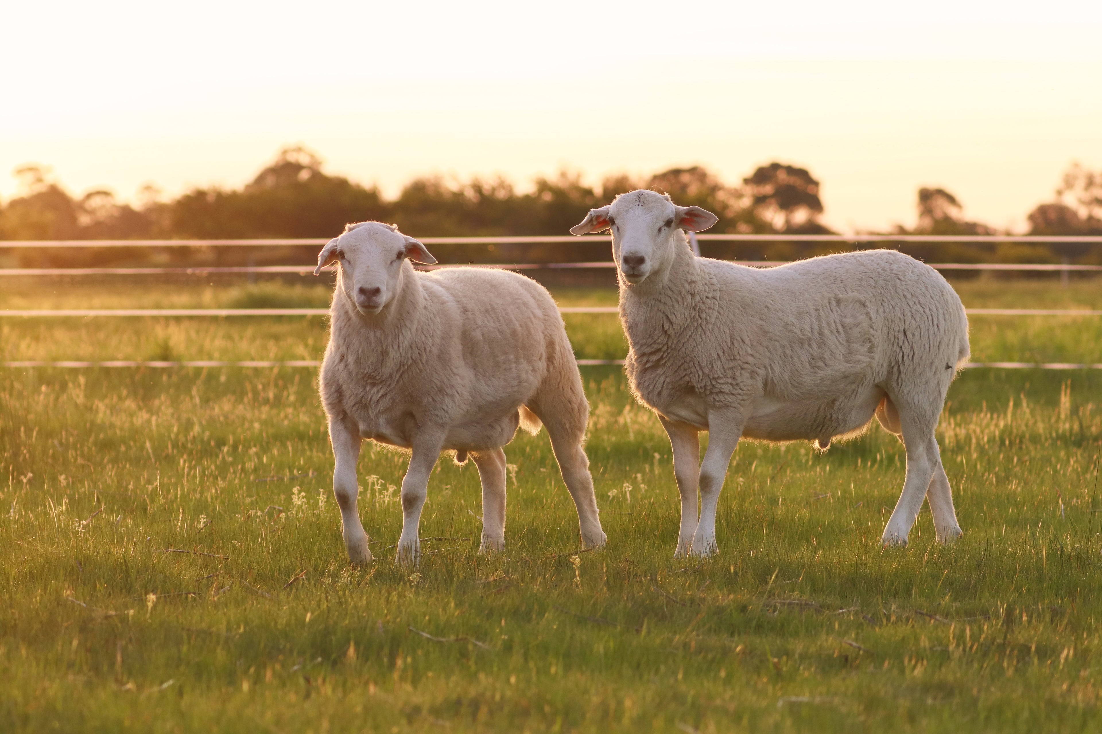 Two sheep standing in a grassy field with a sunset in the background