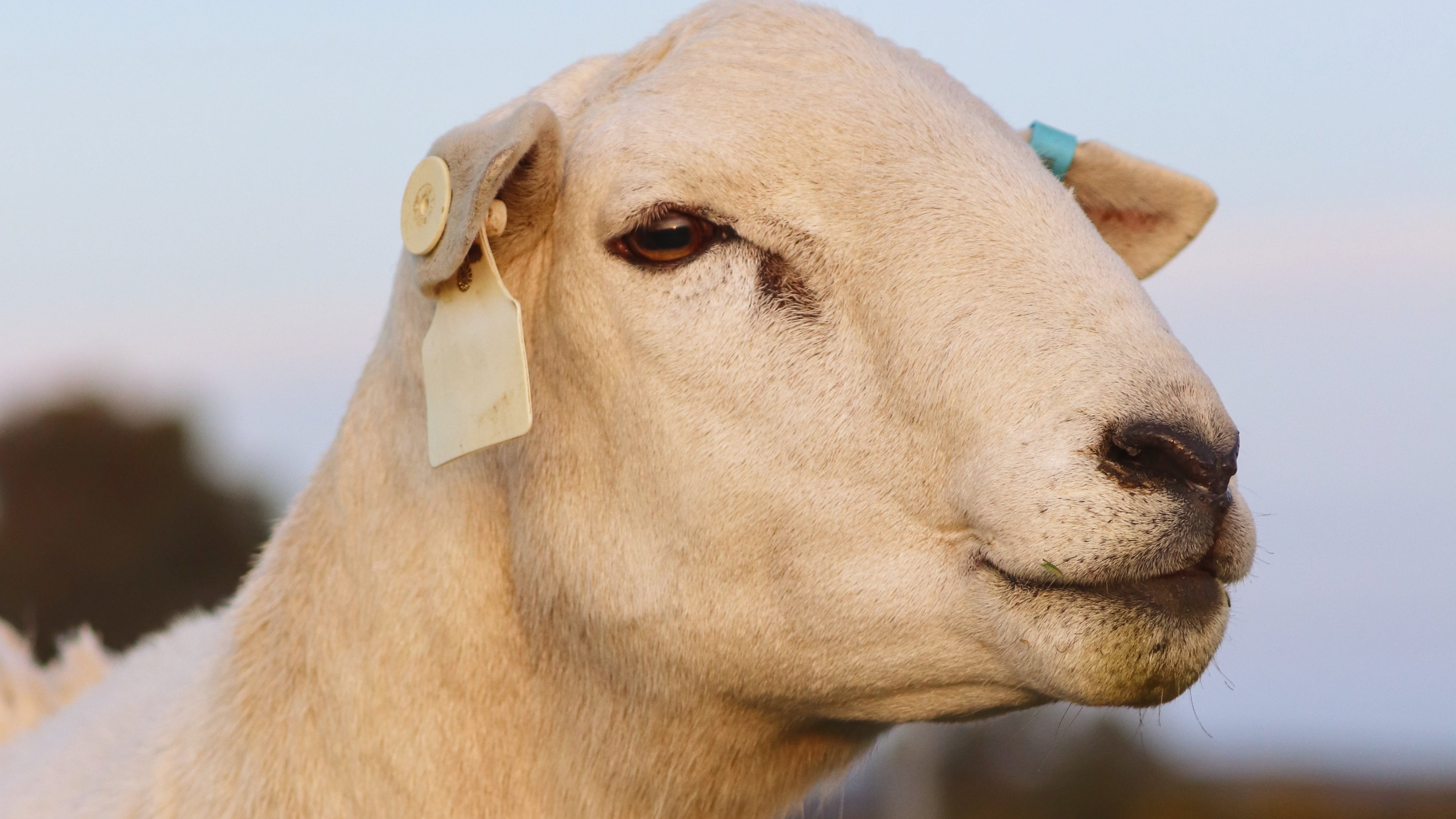 A Shepton Hill ram standing in front of a green paddock, wearing a blue and white ear tag"