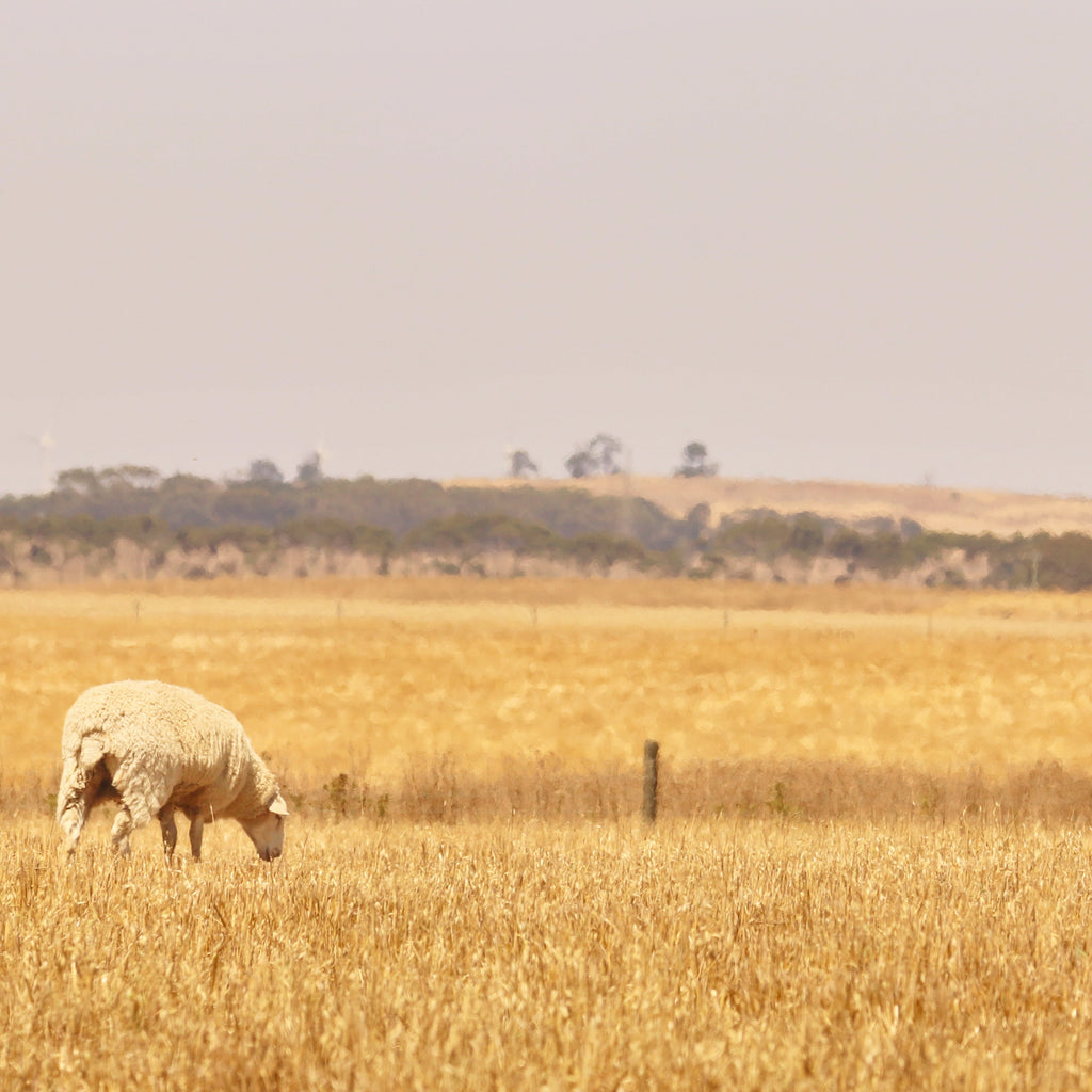 Sheep grazing in a golden field with a hazy sky