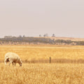 Sheep grazing in a golden field with a hazy sky