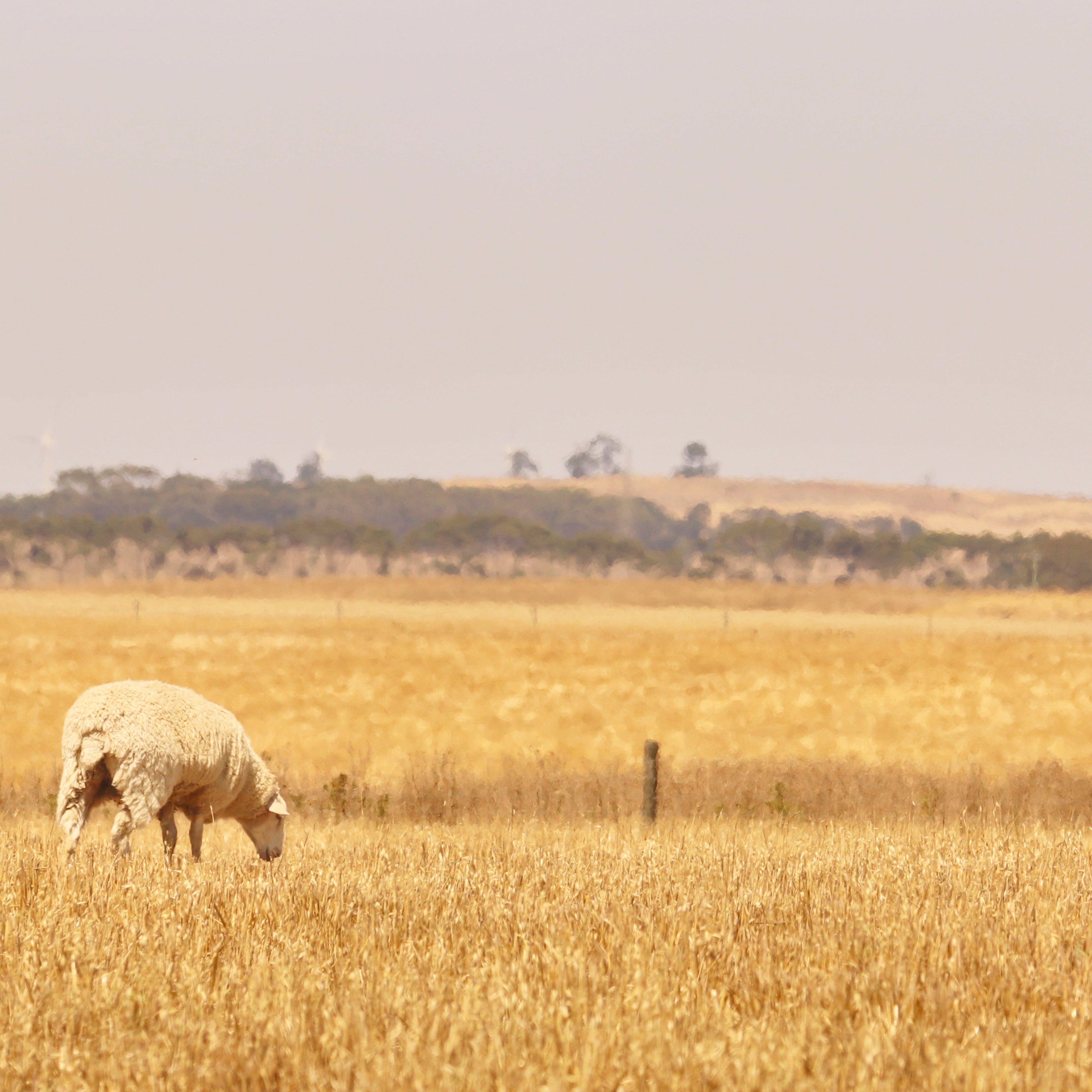 Sheep grazing in a golden field with a hazy sky