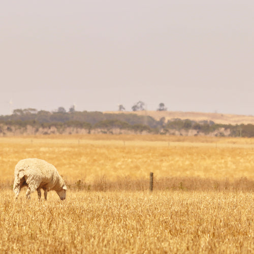 Sheep grazing in a golden field with a hazy sky