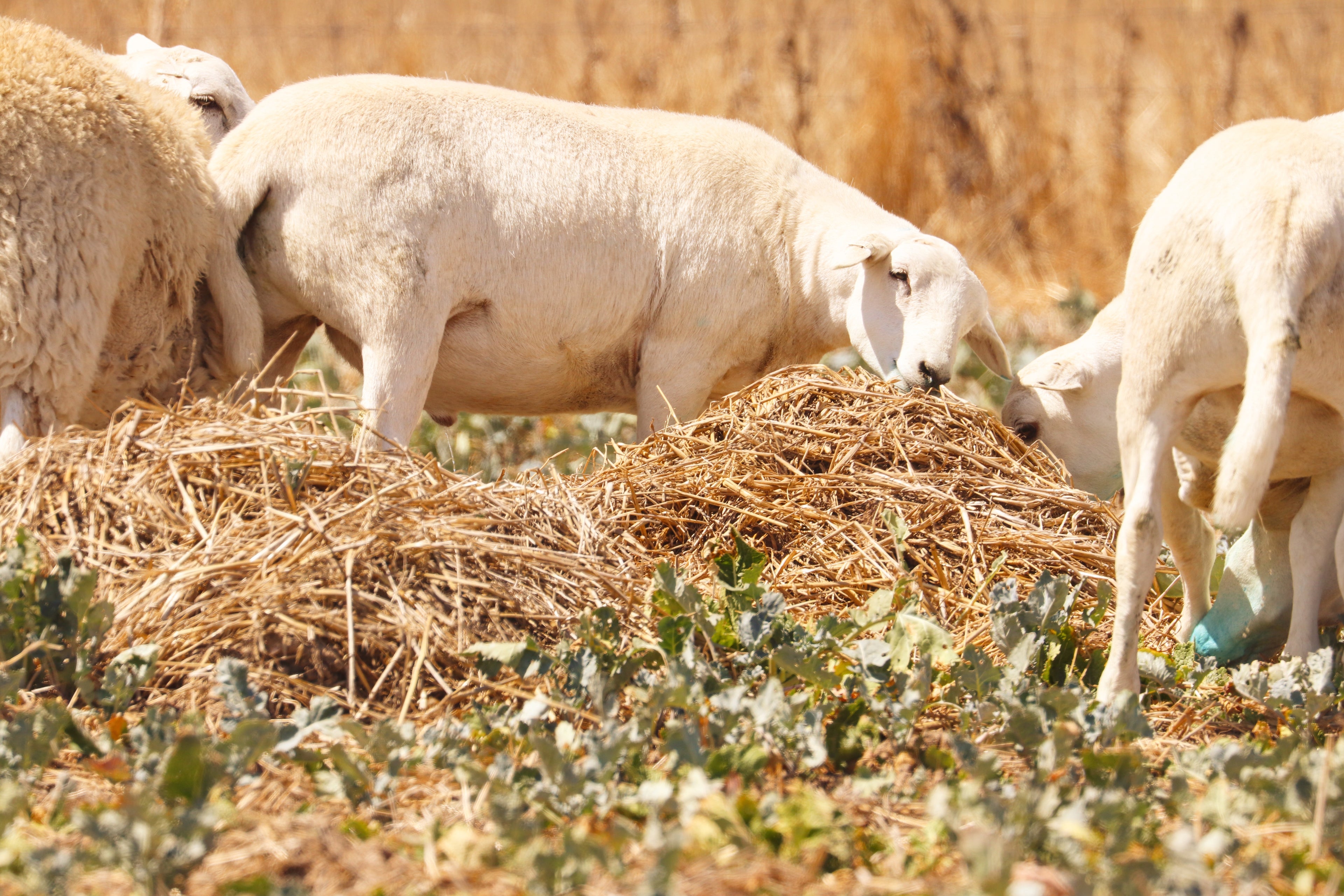 Sheep grazing on dry grass in a field