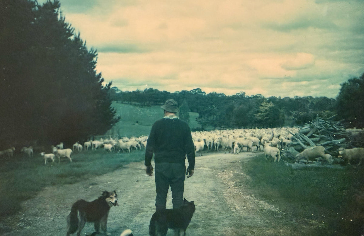 A vintage-style photograph showing a man standing on a dirt road with two dogs, facing a large flock of sheep in an outdoor rural landscape under a cloudy sky.