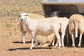 Sheep gathered around a metal feeder in a dry, open area.
