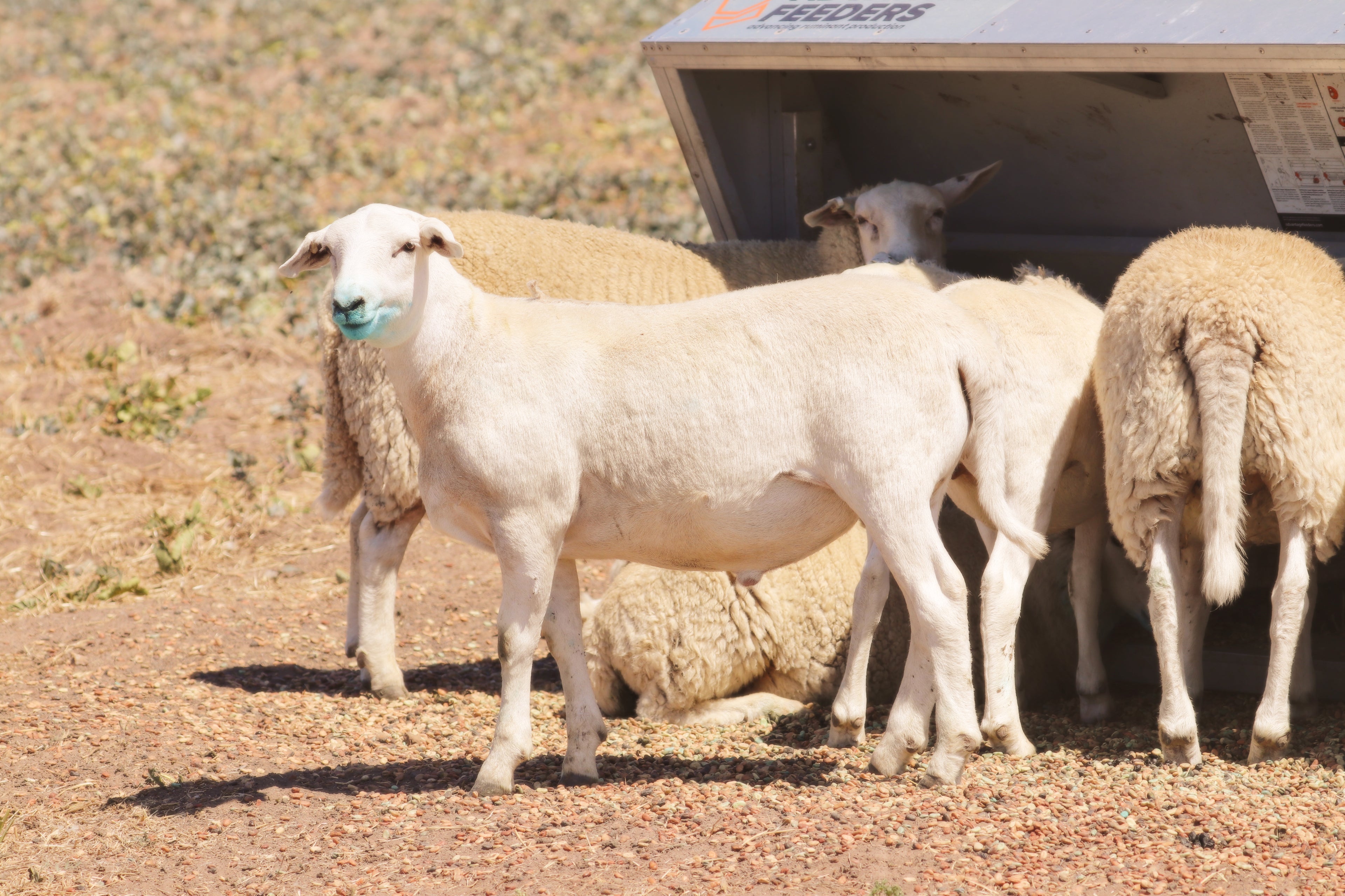 Sheep gathered around a metal feeder in a dry, open area.